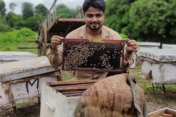 organic bee farming