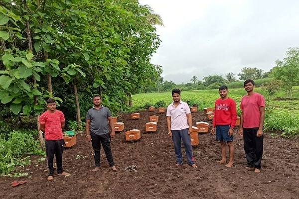 organic bee farming