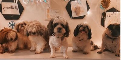 Rescued animals, good food, and lovely ambiance - these inspiring pet-friendly cafes are serving humanity