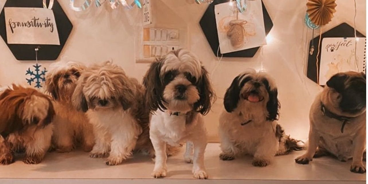 Rescued animals, good food, and lovely ambiance – these inspiring pet-friendly cafes are serving humanity