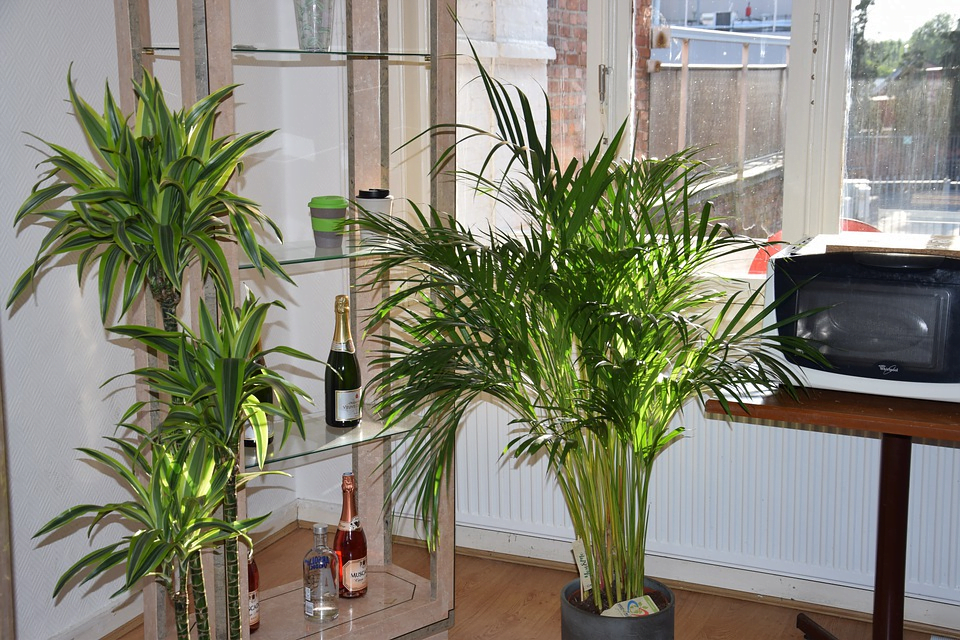 Grow These 9 Indoor Plants To Purify Air Around You