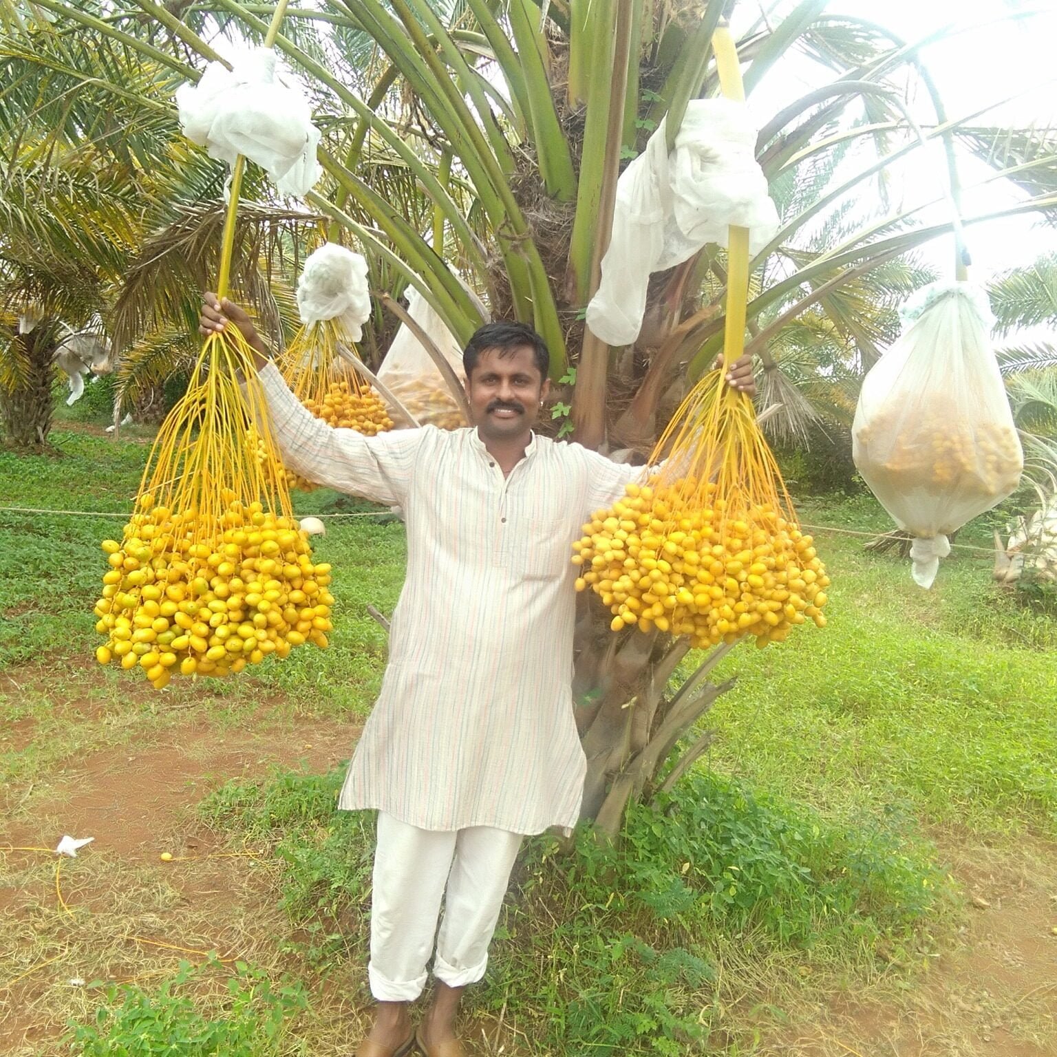 Diwakar Channappa - date farming