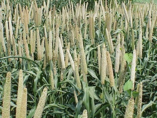 Millets production in India
