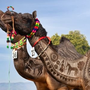 Bikaner camel festival
